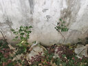 芥圃荔枝苗嫁接苗 官方旗舰 广西荔枝树苗南方种植可长10年大树果树苗 糯米糍荔枝 【带土带叶发货】 2年苗 高度：50-70cm 实拍图
