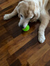 宜特（EETOYS）狗狗玩具耐咬刺球发声玩具弹力球洁齿互动训练球训犬玩具 中号发声刺球(绿色) 实拍图