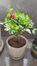萌肉居杜鹃花四季种植盆栽花卉绿色植物/杜鹃花大苗+加仑盆拖源头直发 实拍图