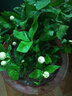 绿之妙圆叶正宗虎头茉莉花盆栽室内浓香花卉重瓣老桩带花苞四季开花植物 实拍图