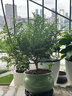 开时果 正宗胡椒木盆栽清香型 桌面植物苗防驱蚊草绿植盆景源头直发包邮 【6年大苗】梅青618瓷盆+底托 实拍图