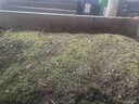 绿达进口三叶草种子白三叶红三叶草籽四季常青护坡绿化庭院野花组合籽 抗旱野花组合种子1斤 实拍图