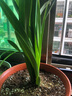 超香兰花 红贵人浓香型盆栽四季好养建兰花卉绿植兰草兰花苗 红贵人4苗 不含盆 实拍图