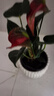 红掌盆栽白粉掌一帆风顺带花特大号花卉室内客厅面水培植物好养 大红掌-郁金香约30cm 带盆栽好 实拍图