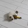 宠华仕 猫玩具逗猫棒猫咪玩具套装自动旋转蝴蝶 黄鱼小号20CM单个装 实拍图