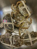 【活蟹】金碧波鲜活大闸蟹 公3.7-4两 母2.7-3两8只装 现货实物 螃蟹礼盒 生鲜海鲜水产 实拍图