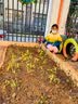 寿禾 广西七彩辣椒种子六彩观赏泡椒辣椒五彩盆栽夏秋季蔬菜菜籽 七彩辣椒苗 12棵 实拍图