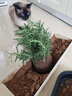 蝴蝶之舞 薄荷盆栽可食用留兰香柠檬薄荷叶可食用新鲜绿植四季常青植物 组合 小盆薄荷+迷迭香(加仑盆) 不含盆 实拍图