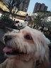 爱犬岛宠物狗狗沐浴露祛味香波卷毛长毛犬洗澡浴液护毛素香喷 丝滑型护毛素 500ml 实拍图