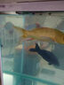 锦鲤亚甲基蓝烂尾烂身烂鳍白点水霉病观赏金鱼缸消毒杀菌用护理液 三盒装 实拍图
