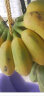 果迎鲜 香蕉 广西小米蕉 5斤装 芭蕉 新鲜水果 生鲜 生果需催熟 小香蕉 实拍图