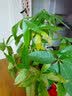 叹为观止大型植物发财树各种大颗盆栽开业乔迁客厅办公室内好养大型花卉 辫子发财树【1.5-1.7米】 不含盆 实拍图