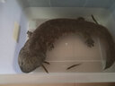 从都园顺丰包邮娃娃鱼活体生鲜大鲵海鲜水产鲜活淡水鱼肉质鲜美3-18斤 一条9斤 实拍图