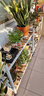 金羡花架阳台实木多层多肉绿萝室内花架子大盆景落地式铁艺花盆架带轮 两层长100*宽30*高70白架+碳烤木 实拍图