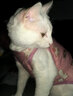 阿莫尔小狗狗猫咪衣服夏季薄款泰迪比熊博美背心宠物小型幼犬透气防掉毛 牛油果（夏季） L 建议7-9斤 背长32cm 实拍图