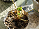 欧悟 蝴蝶兰花苗盆栽室内观花植物桌面阳台年宵花卉四季开花绿植花卉 紫蝶蝴蝶兰+透明原盆+原土 实拍图