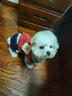 喵先生 宠物狗狗衣服小型犬泰迪衣服冬季狗衣服小狗幼犬衣服四脚棉 红色格子四脚裤S码 建议3-5斤内 实拍图