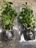 寿禾 香草苗大全薄荷苗盆栽带土可食用秧苗冬春季四季观赏绿植薄荷叶 留兰香薄荷苗5棵 实拍图