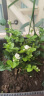 尚尚木重瓣白色茉莉花盆栽带花苞开花不断庭院花园有香味的盆栽 白茉莉（8到12颗）（原土发货） 实拍图