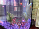 博宇（BOYU）鱼缸水族箱增氧生态鱼缸带柜子客厅家用小金鱼缸玻璃造景吧台地柜 MS-420懒人鱼缸40*23*45cm 黑色鱼缸 实拍图