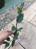盆栽茶花苗 山茶花苗绿植花卉盆栽四季好养茶花树苗盆栽耐寒花卉观花植物室内花卉绿植开花不断 不含盆 六角大红 2年苗 实拍图
