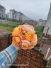 清韵伊人 月季花树苗爬藤当年开花月季花苗特大花盆栽地载庭院蔷薇 白荔枝【不爬藤】 实拍图