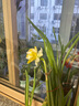 惜林园 正宗漳州水仙花 水培植物水养花卉 冬季室内盆栽球根 实拍图