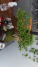 瀚林怡景（HANLINYIJING）六月雪盆景植物树桩悬崖造型假山老桩室内客厅办公室绿植桌面盆栽 山水石景-六月雪 晒单实拍图
