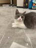 华元宠具（hoopet）宠物带灯指甲剪照血线猫咪狗狗专用指甲钳新手防出血指甲刀小型犬 LED两用剪粉+剃脚毛器电池款 实拍图