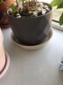 爱丽思花盆托盘花卉盆栽加厚底托接水盘花盘底座圆形花托深型塑料 8号米色-内径19cm 实拍图
