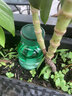 卡斐乐（Cafele）【法国进口】车载香薰汽车香氛水硅藻泥除醛祛异味淡香车内装饰摆 【雪雾森林】奢华真皮丨1秒全车香丨母婴可用+号码牌 160ml 1瓶 实拍图