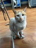 YITO 宠物鱼油靓毛爆猫粉美毛亮毛黑鼻头卵磷脂美毛护肤猫狗掉毛鱼油 宠物深海鱼油40粒/瓶 实拍图