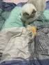 HELLOJOY猫玩具【可伸缩48-81CM】逗猫棒长杆羽毛铃铛猫咪玩具逗猫神器 实拍图