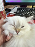 【7仓直发】金盾润康滴眼液 猫咪眼药水狗狗抗菌消炎宠物猫用淡化泪痕洗眼液比熊眼睛发炎结膜炎 金盾润康 实拍图