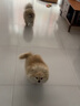 东方森草宠物狗狗沐浴露猫咪浴液除臭留香幼犬泰迪比熊金毛 红石榴400ml(打造毛发蓬松犬猫） 实拍图