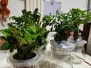 锦枫水培花卉盆栽 办公室水培绿植花卉盆栽玻璃花盆 幸福树 含盆栽好 实拍图