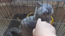 喵先生 猫笼可折叠猫笼子带厕所大号猫别墅猫舍猫窝家用双层猫咪笼子 加固加密丨白色850双层丨适合大体型猫咪/多只幼猫 实拍图