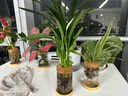 九千谷白掌水培水养植物盆栽花卉绿植桌面盆景含玻璃瓶竹托源头直发 实拍图