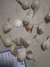 水培郁金香四季开花盆栽花卉植物客厅绿植花卉大全养不死 粉罗门小红书爆款 买10送3实发13个送彩石 实拍图