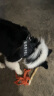 索米拉（Suomila）狗狗胸背带牵引绳套装反光条防爆冲背心式狗绳子金毛中大型犬L黑 实拍图