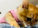 迪普尔 母猫绝育服猫咪手术服手术衣宠物猫衣服断奶服猫猫防舔服恢复服 粉色 S【适合3-5斤内猫咪】 实拍图