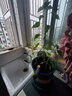 四季开花花种子 阳台室内植物盆栽套餐绿植花卉花草易活种籽 樱桃番茄50粒懒人盆套餐 实拍图