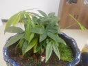 幼薇发财树盆栽树桩招财室内大型绿植开业送礼前台大号金钱树四季常青 三杆发财树+黑鹿陶瓷盆 带盆栽好 实拍图