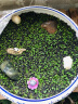 正楷水草种子鱼缸水草生态缸水草水培植物种子大对叶种子造景水草鱼缸 大对叶种子 实拍图