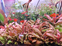 森森（SUNSUN）鱼缸过滤器壁挂过滤桶外挂式净水循环系统 7W大号壁挂过滤器 适合60cm内缸 实拍图