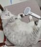 aumuca猫梳子宠物猫毛狗毛梳子祛浮毛神器猫咪梳子长毛猫刷宠物用品 经典白 实拍图