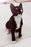 醇粹（Purich）FD猫粮全价冻干猫粮幼猫成猫纯粹猫粮英短美短布偶折耳鸡肉猫粮 三文鱼冻干猫粮1.2kg 实拍图