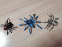 玛奇乐（MECHILE）仿真昆虫动物蜘蛛蚂蚁蝉七星瓢虫蝎子模型玩具宝宝认知生日礼物 巴西红丝绒蜘蛛 实拍图