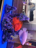 异景园鱼缸仿真假山造景装饰石头布景套餐水族箱大小树脂摆件躲避洞松石 峰下古佛 实拍图