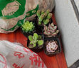 墨一儿童节多肉植物带盆栽好组合套装办公室桌面摆件绿植花卉盆栽好养 琥珀玉露 实拍图